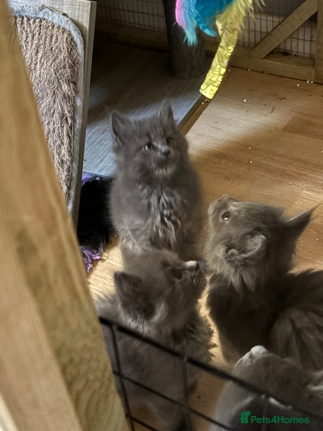 Maine Coon cats for sale: Gccf reg Maine coon kittens - Image 10