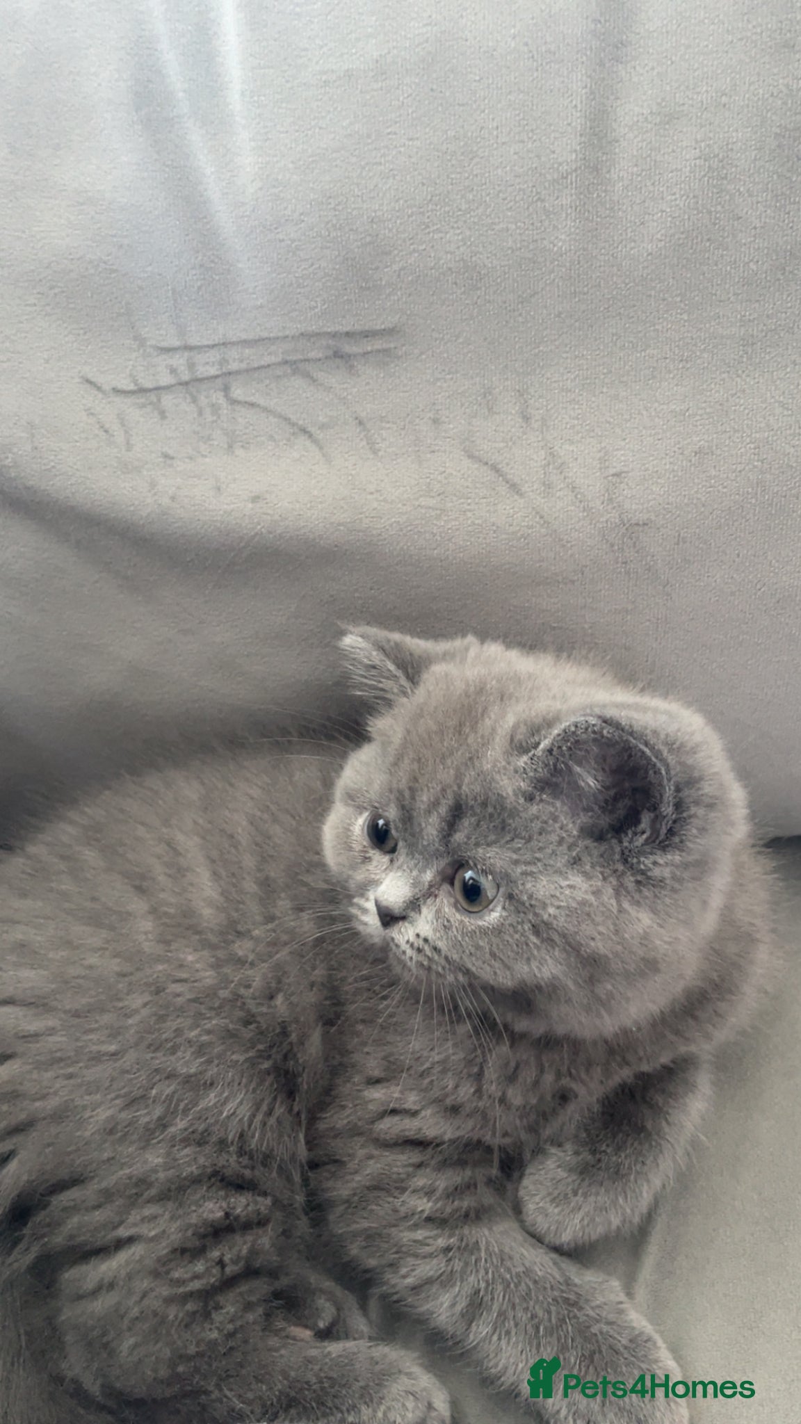 British Shorthair cats 12 weeks british shorthair male - Advert 1