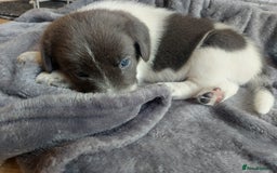 Mixed Breed dogs for sale: Border Beagle Puppies  - Image 6