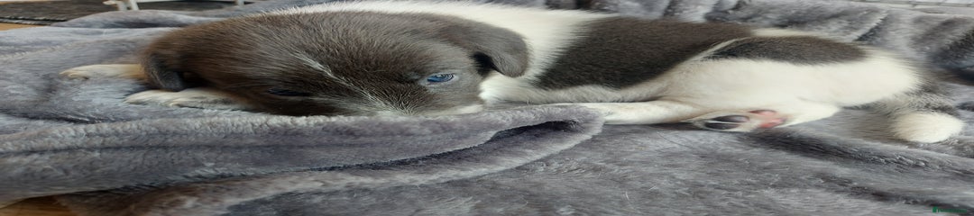 Rare Blue Grey 