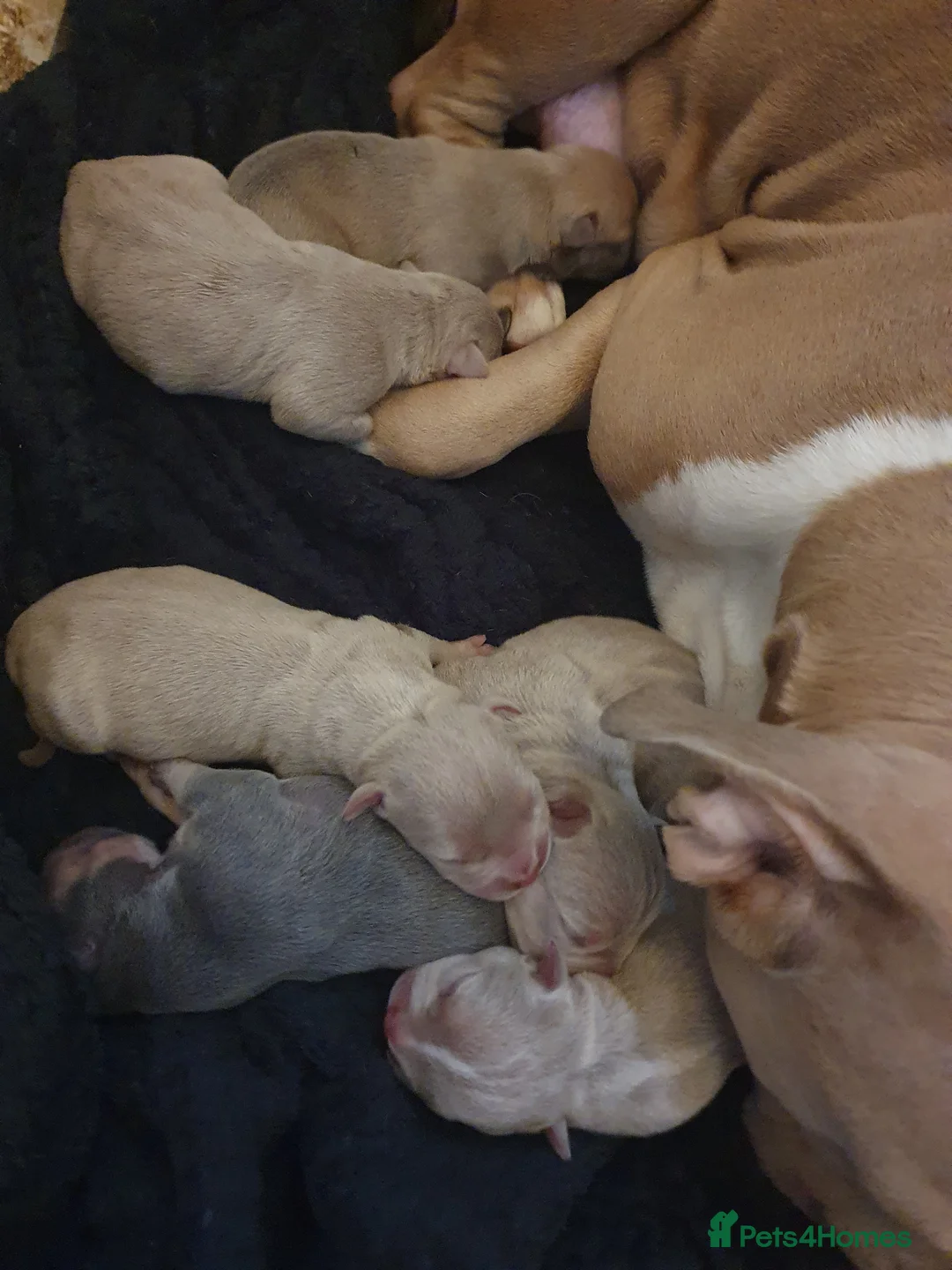 Mixed Breed dogs for sale: Pocket bullys - Advert 8