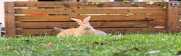 Continental Giant rabbits for sale: 8 month old continental giant  - Advert 3