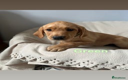 Labrador Retriever dogs for sale: Ready to leave! Beautiful KC Fox Red Labrador Girl - Image 11