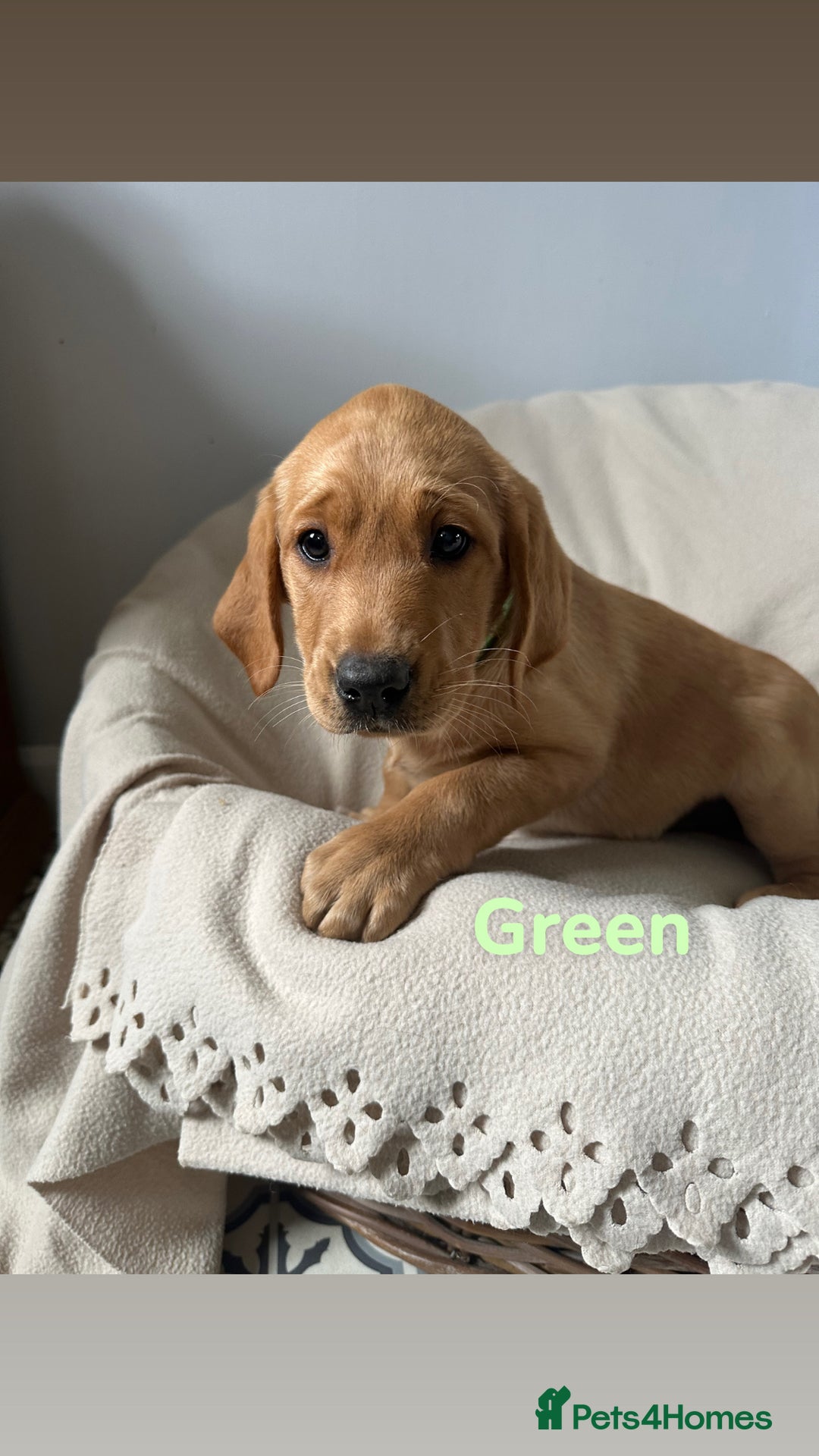 Labrador Retriever dogs for sale: Ready to leave! Beautiful KC Fox Red Labrador Girl - Image 11