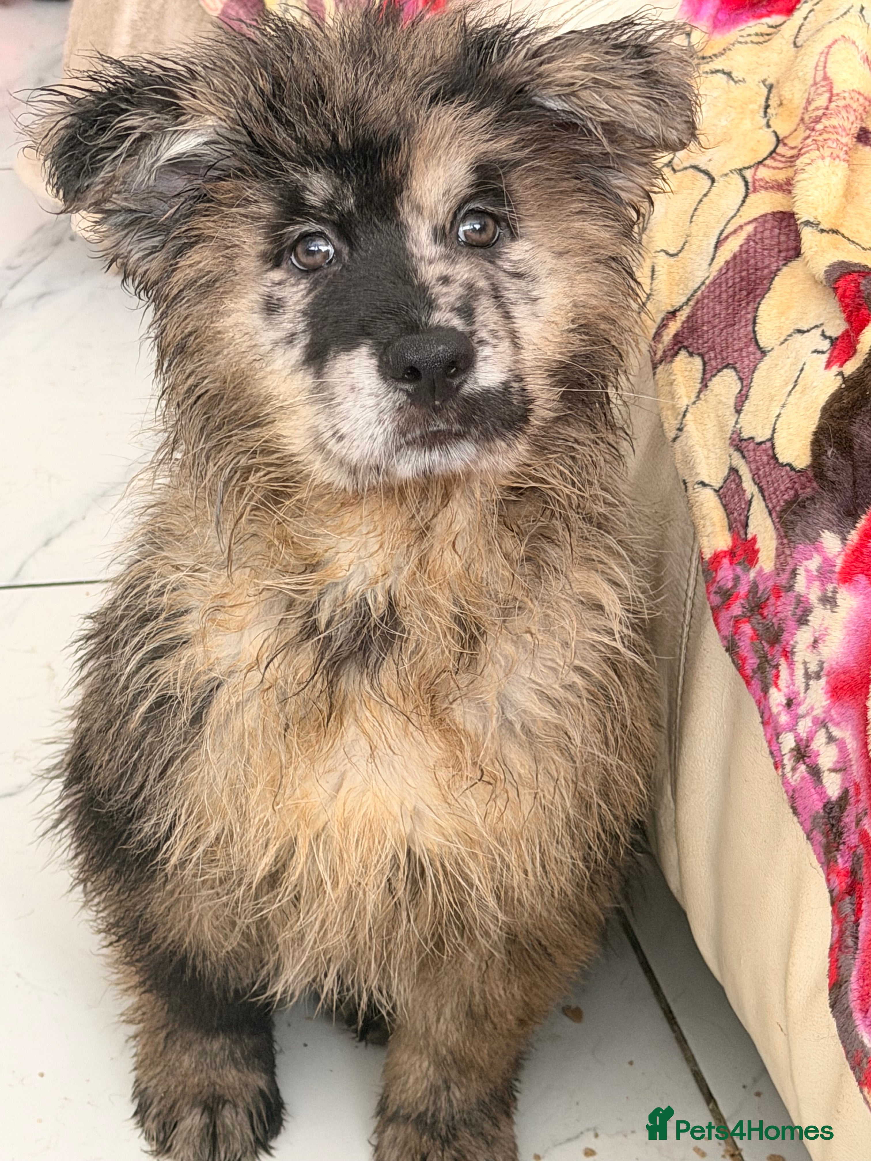 Mixed Breed dogs 🧸CHOW SHEPHERDS🧸 little bears ready now! - Advert 12