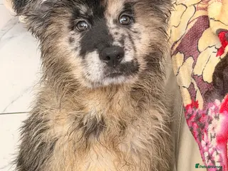 Mixed Breed dogs 🧸CHOW SHEPHERDS🧸 little bears ready now! - Advert 12