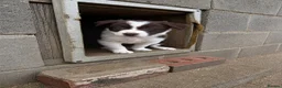 Border Collie dogs for sale: Gorgeous KC reg red and white border collies - Advert 7