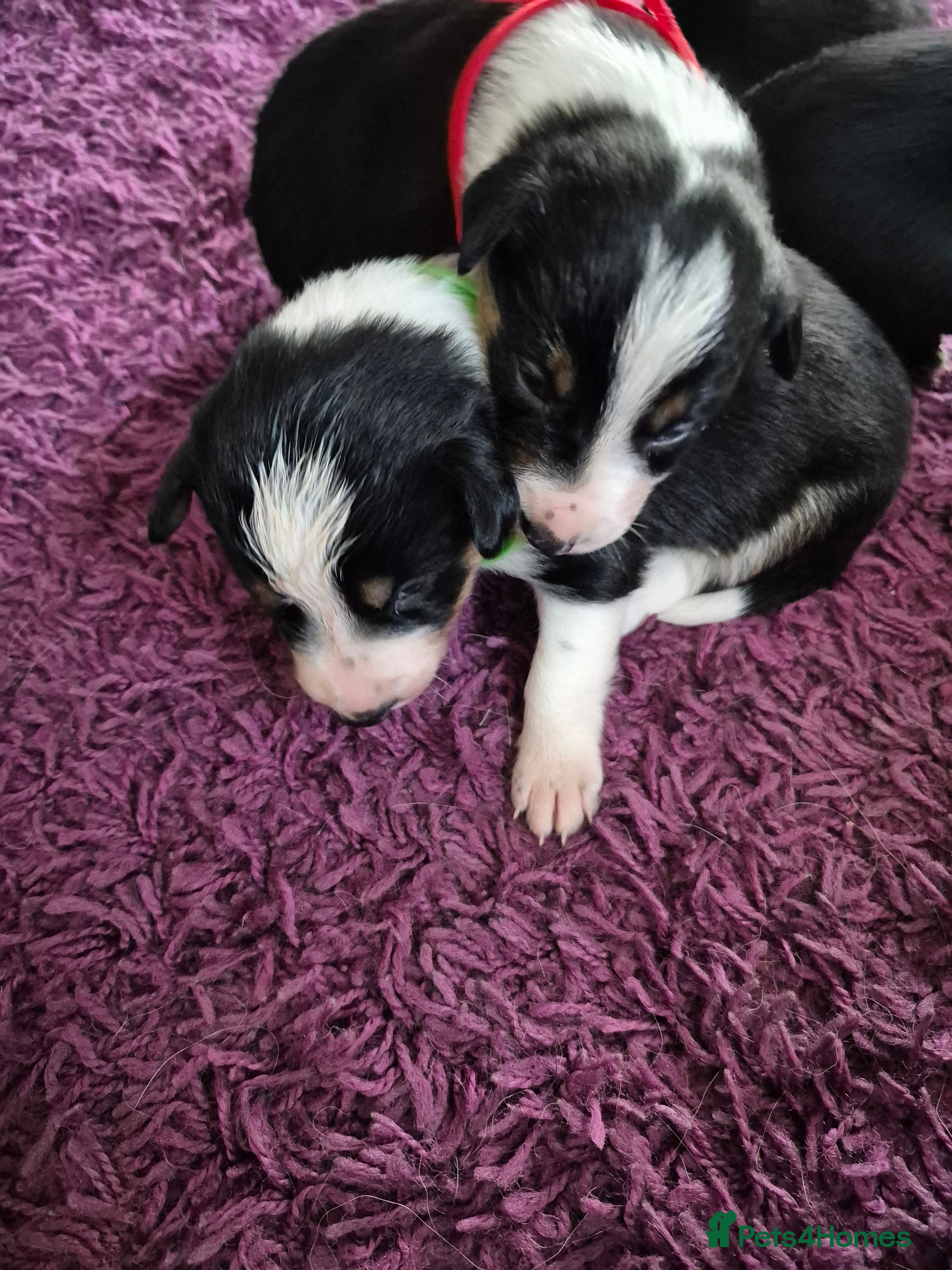 Mixed Breed dogs Collie x Kelpie Puppies ready to go 28th December  - Advert 6
