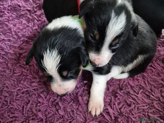 Mixed Breed dogs Collie x Kelpie Puppies ready to go 28th December - Advert 3