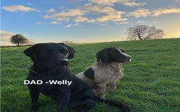 Labrador Retriever dogs for sale: Quality KC registered BLK Labrador Retriever Bitch - Image 18