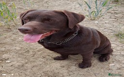 Labrador Retriever dogs for sale: Beautiful black Labrador puppies  - Image 12