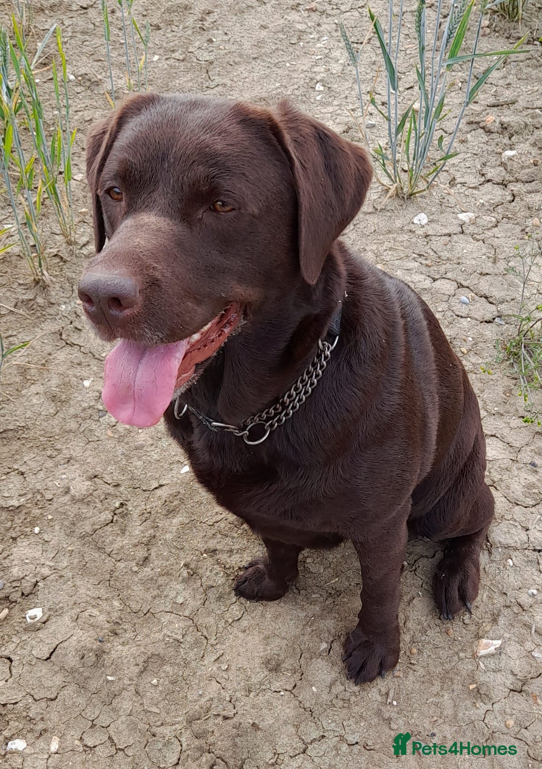 Labrador Retriever dogs for sale: Beautiful black Labrador puppies  - Image 12