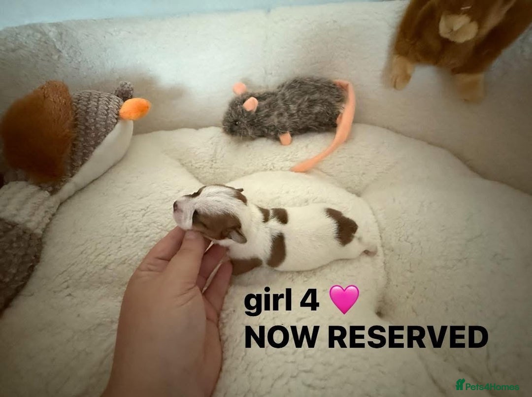 Jack Russell dogs for sale: TRUE ORIGINAL JACK RUSSELL PUPPIES  - Image 10
