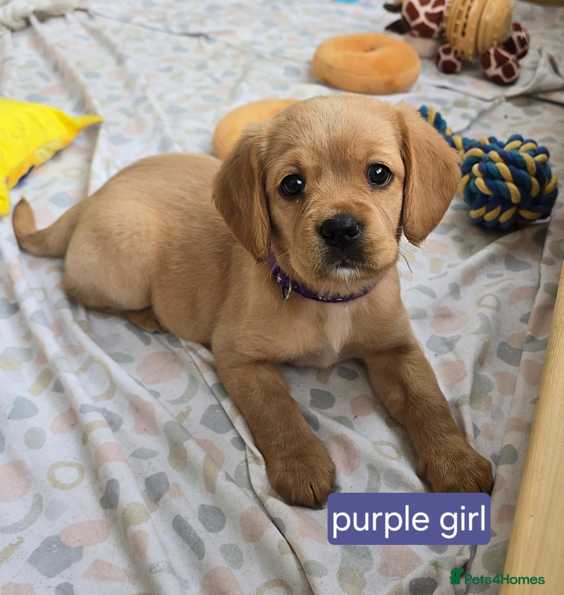 Mixed Breed dogs for sale: Cavador! Rare Ready 2 leave. 1 beautiful boy left. - Advert 16
