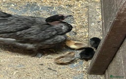 Chickens poultry for sale: Mum with chicks for sale  - Image 10