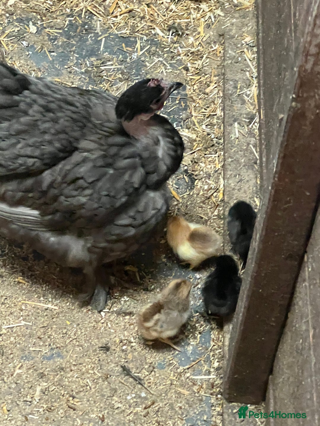 Chickens poultry for sale: Mum with chicks for sale  - Image 10