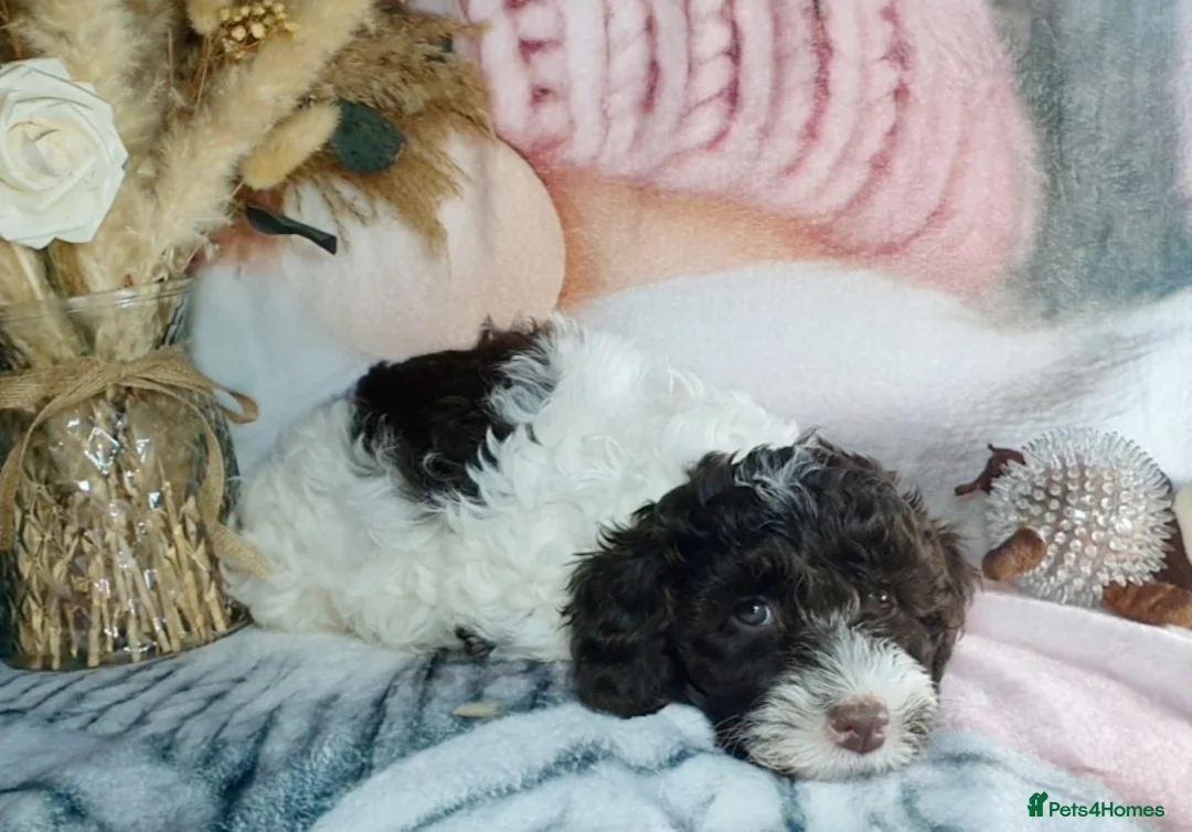 Mixed Breed dogs for sale: STUNNING RARE COLOURS F1B GOLDENDOODLE LITTER - Advert 23