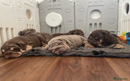 English Bulldog dogs for sale: Quality English bulldogs  - Image 1