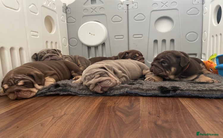 English Bulldog dogs - Advert 10