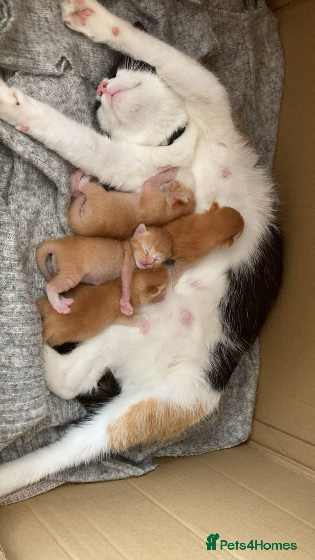 European cats for sale: Selling kitten - Image 4