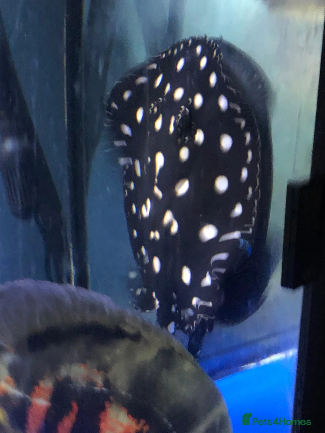 Other/Mixed Breed fish for sale: Black diamond stingray leopoldi in Reading - Advert 2