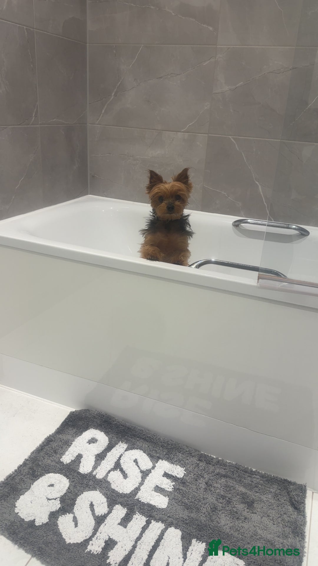 Yorkshire Terrier dogs for sale: Miniature Yorkshire terrier - Advert 3