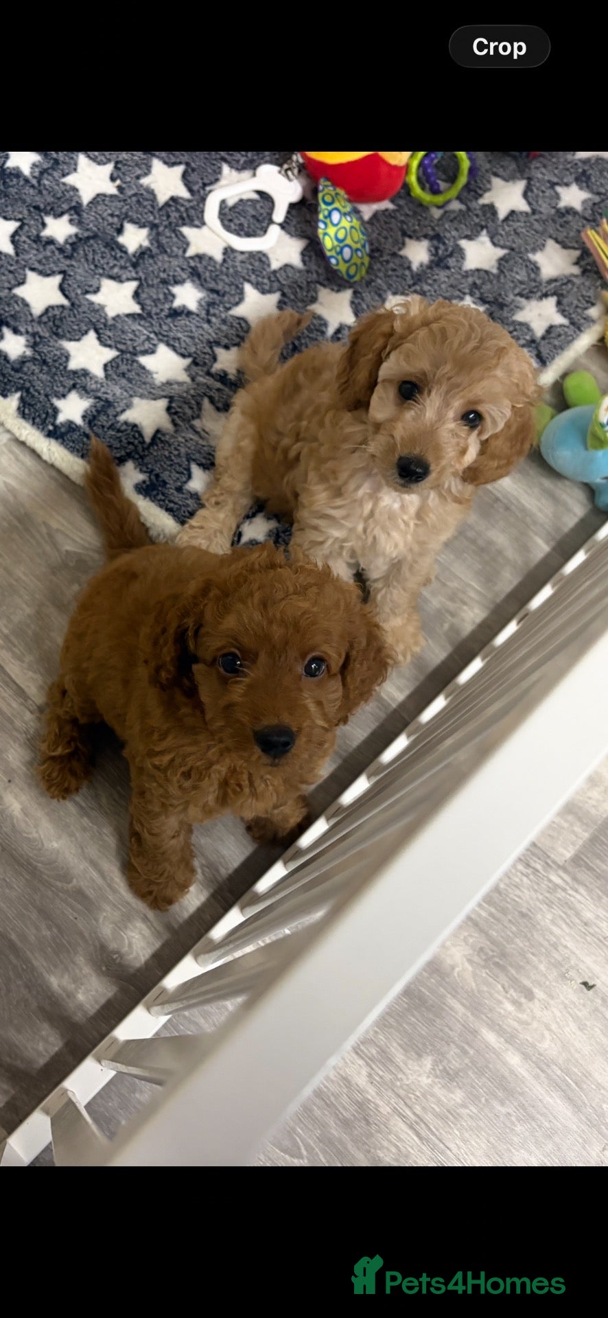 Cockapoo dogs Last boy Ready - Advert 2