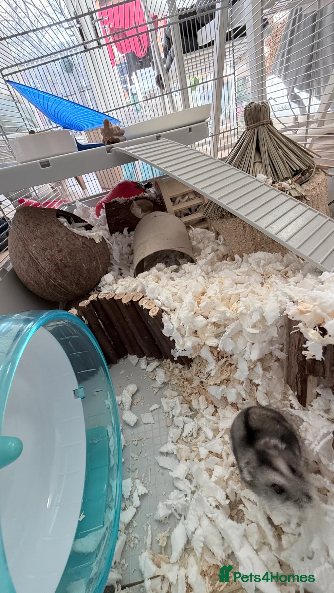 Hamster rodents for sale: male hamster. cage and accessories  - Advert 2
