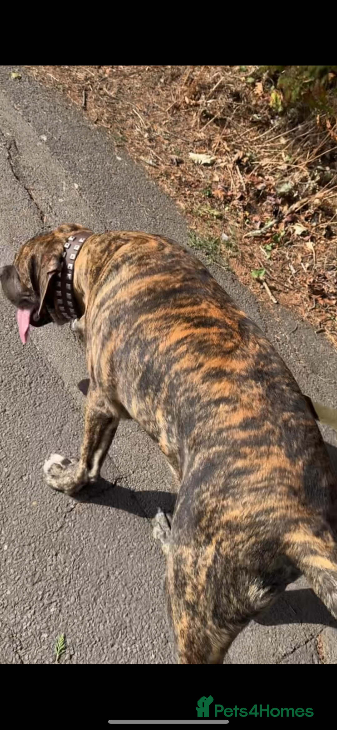 Mixed Breed dogs for sale: Very rare orange6month old tiger boy - Image 3
