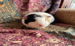Guinea Pig rodents for sale: Lakeland guinea pigs  - Image 1