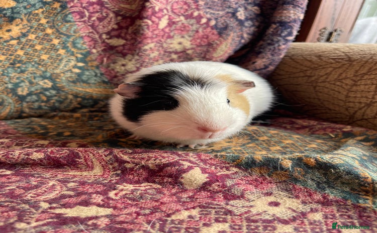 Guinea Pig rodents - Advert 9