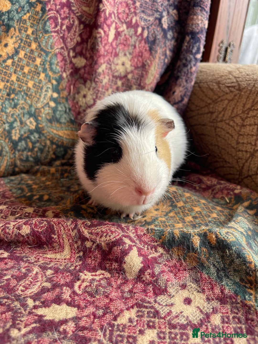 Guinea Pig rodents for sale: Lakeland guinea pigs  - Image 1
