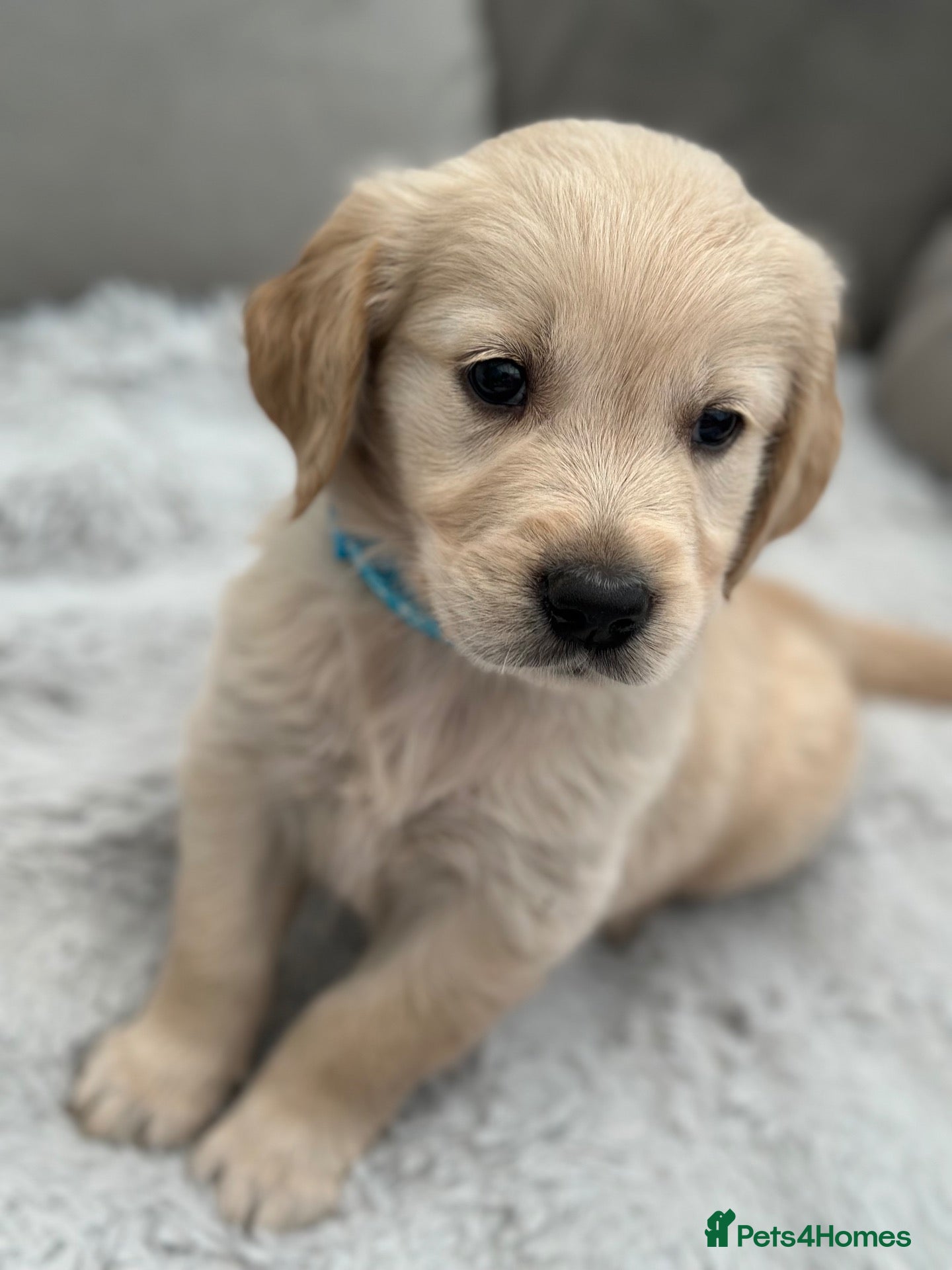 Golden Retriever dogs *Beautiful KC Golden retriever puppies* - Advert 2