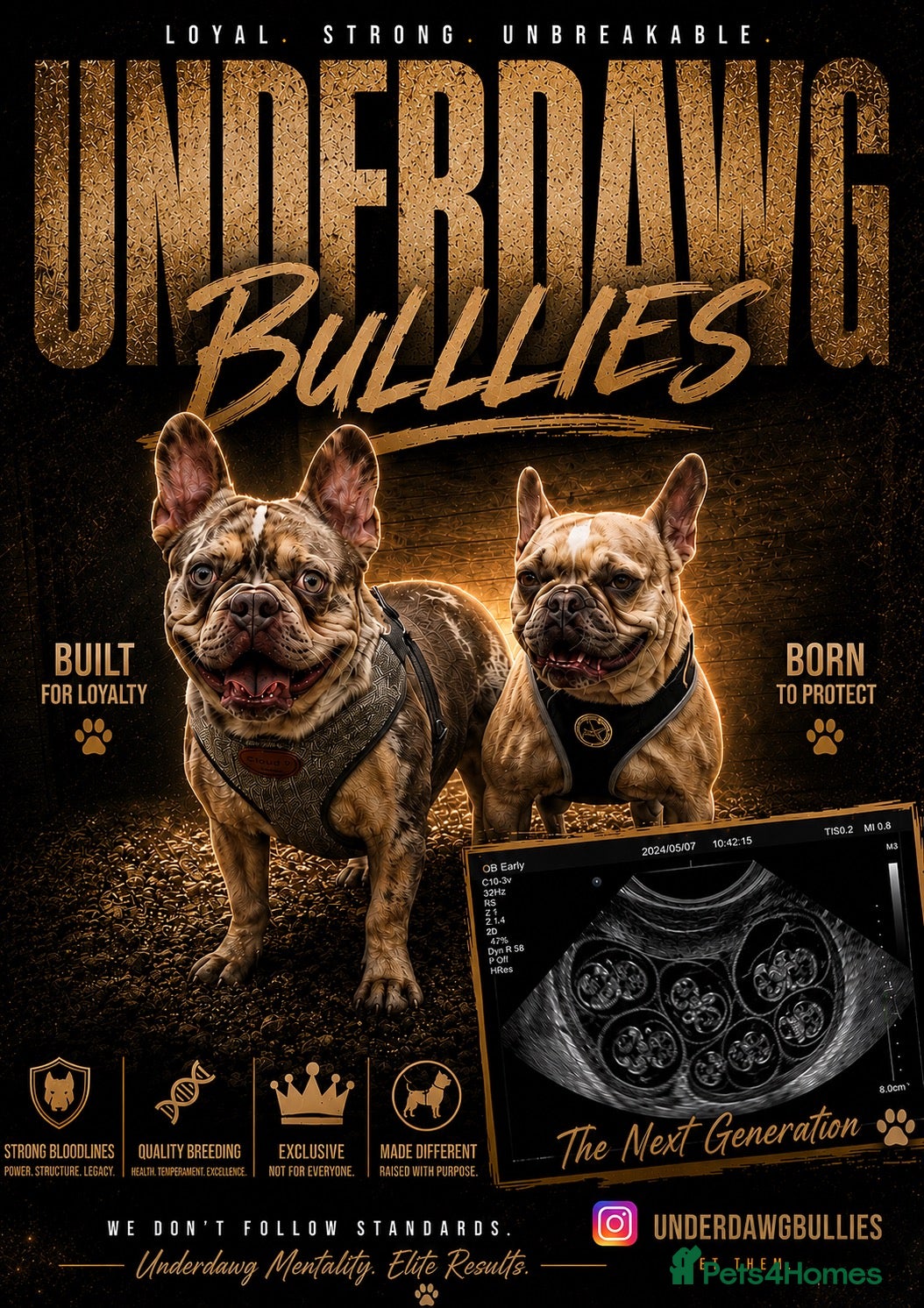 French Bulldog dogs French bulldogs 5star Merle  - Advert 1