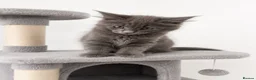 Maine Coon cats for sale: *Tica registered male maincoon kittens(pet only)  - Advert 4
