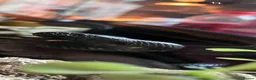 King Snake reptiles for sale: Mexican black kingsnake(free rehome) and setup  in Loughborough - Advert 2