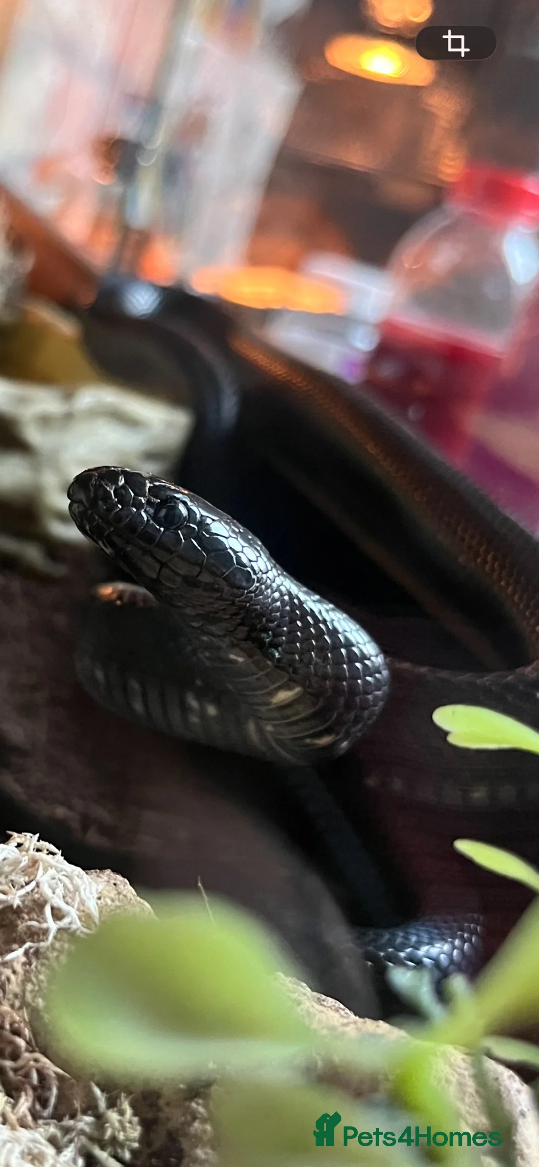 King Snake reptiles for sale: Mexican black kingsnake(free rehome) and setup  in Loughborough - Advert 2