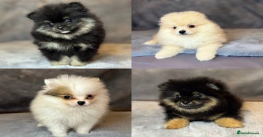 Pomeranian dogs - Advert 7