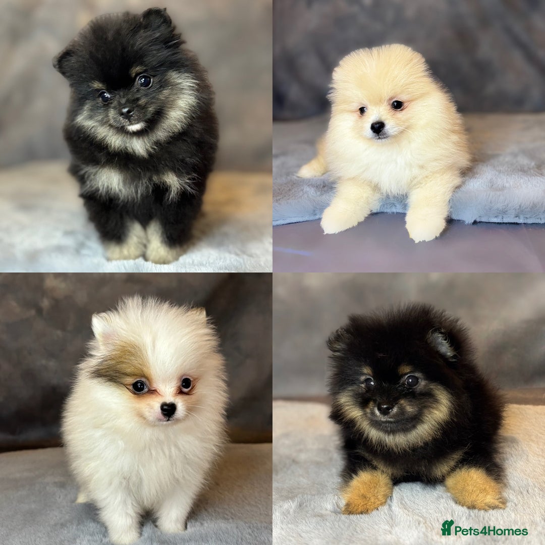 Pomeranian dogs for sale: Lovely little Poms available  - Image 2