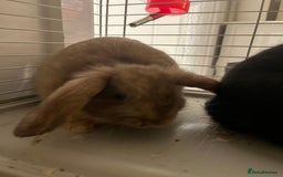 Mini Lop rabbits for sale: TWO GORGEOUS BABY MINI LOP GIRLS💖💕 - Image 3