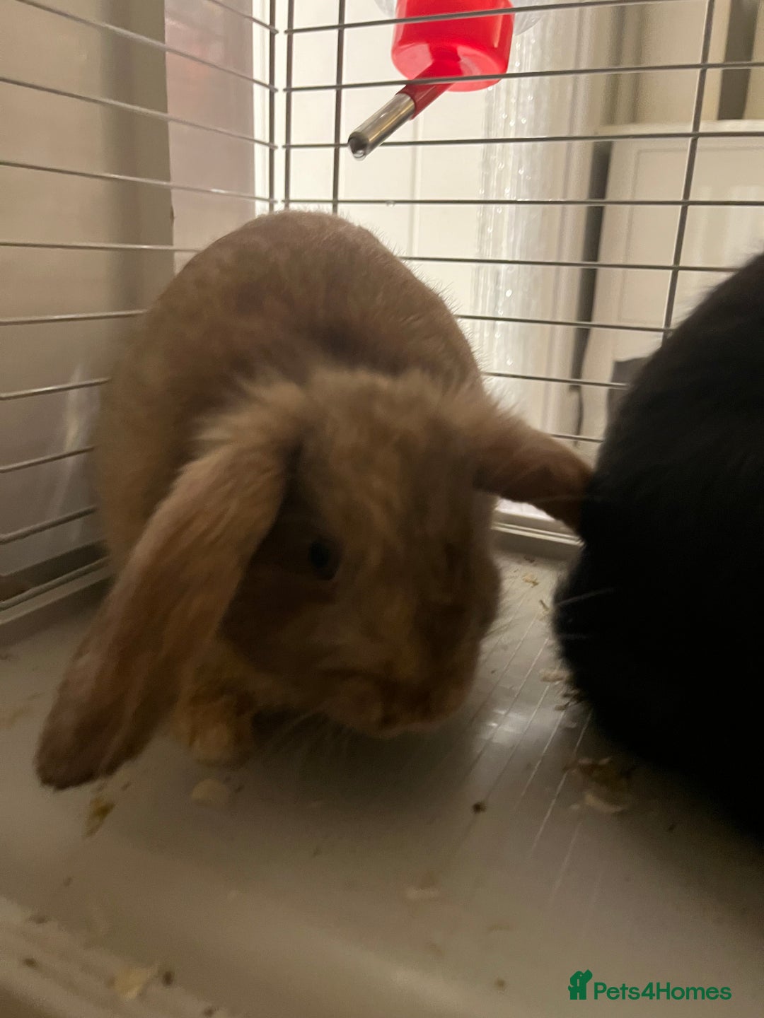 Mini Lop rabbits for sale: TWO GORGEOUS BABY MINI LOP GIRLS💖💕 - Image 3