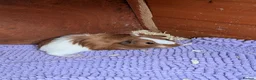 Guinea Pig rodents for sale: Very pretty baby guinea pigs ready July  - Advert 7