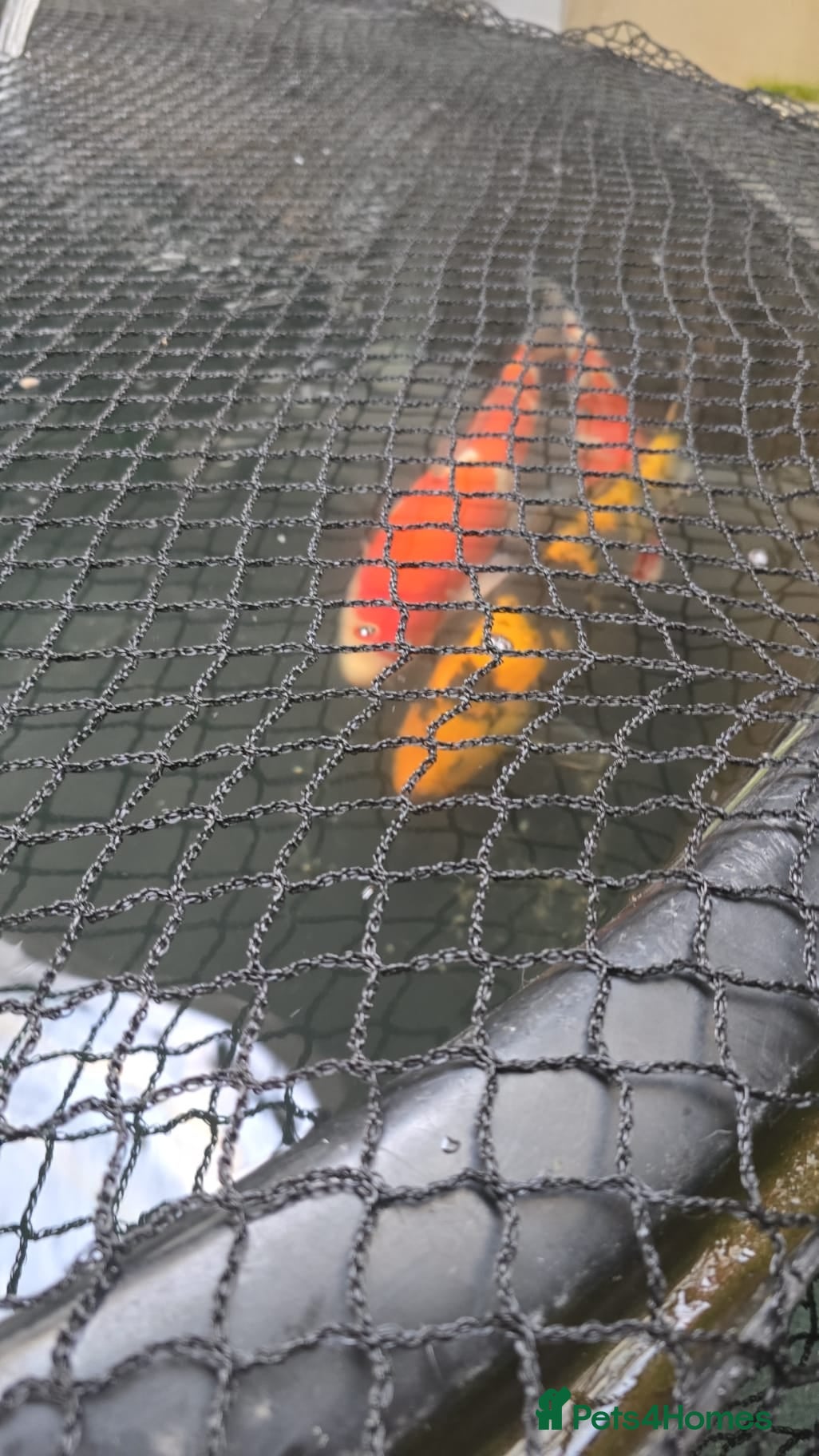 Koi Carp fish Beautiful Koi  - Advert 7