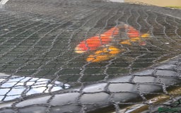 Koi Carp fish for sale: Beautiful Koi  - Image 1