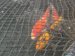 Koi Carp fish - Advert 1