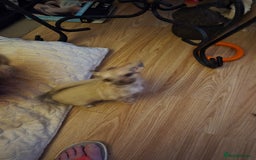 Chihuahua dogs for sale: Long haired chihuahua  - Image 2