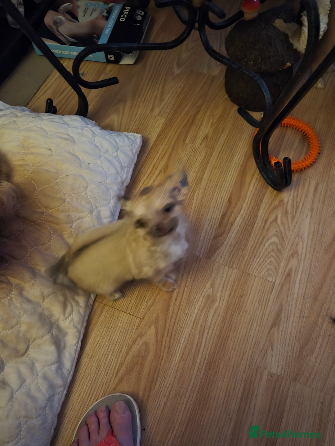 Chihuahua dogs for sale: Long haired chihuahua  - Image 2