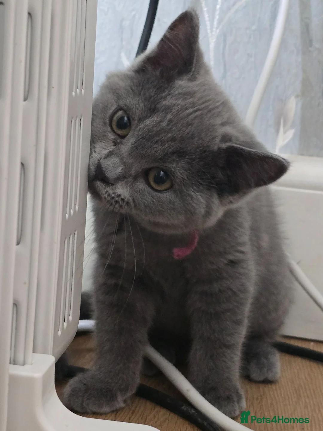 British Shorthair cats for sale: GGCF blue british shorthair kittens in Newport-on-Tay - Advert 1