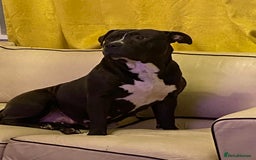 Mixed Breed dogs for sale: Must go as a pair !!! - Image 3