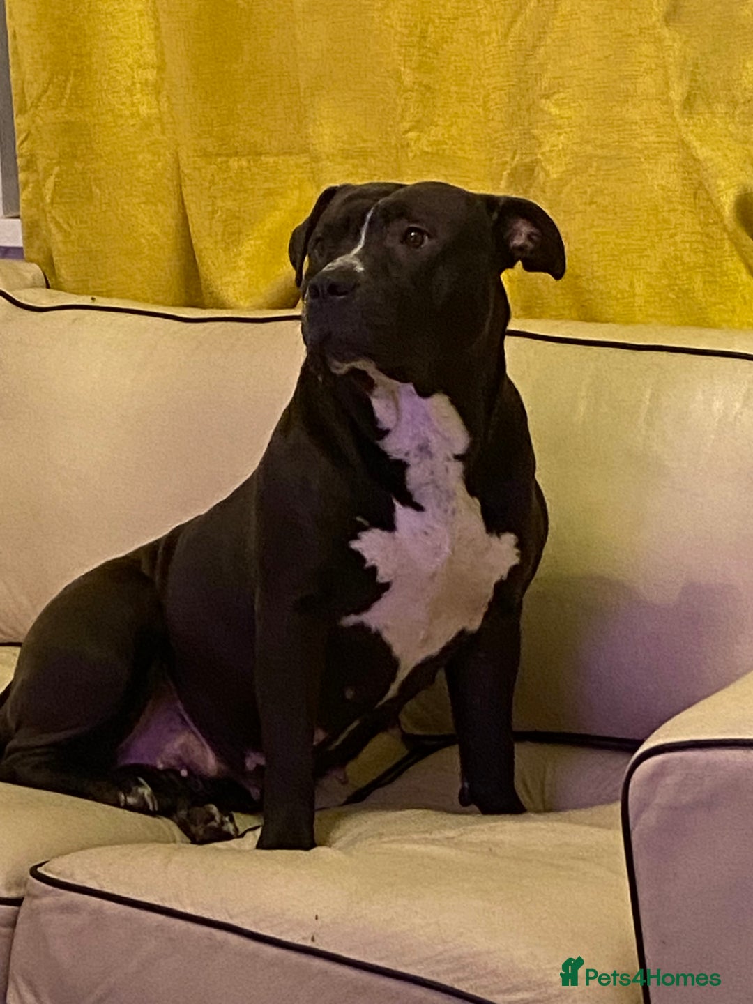 Mixed Breed dogs for sale: Must go as a pair !!! - Image 3